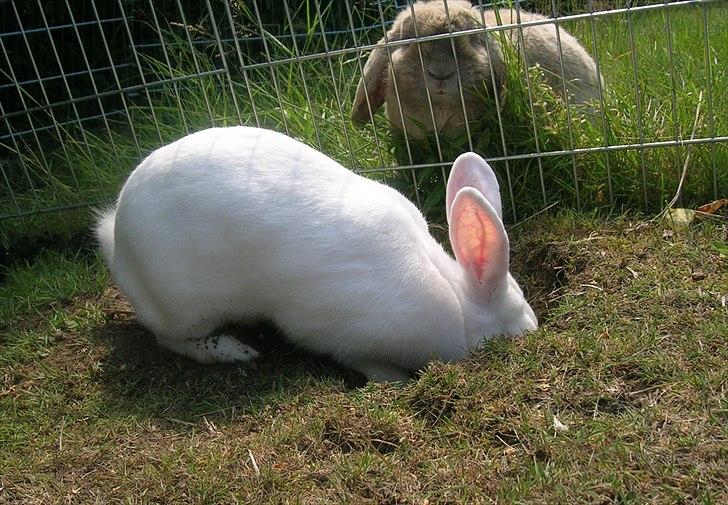 Kanin Prinsessen billede 5