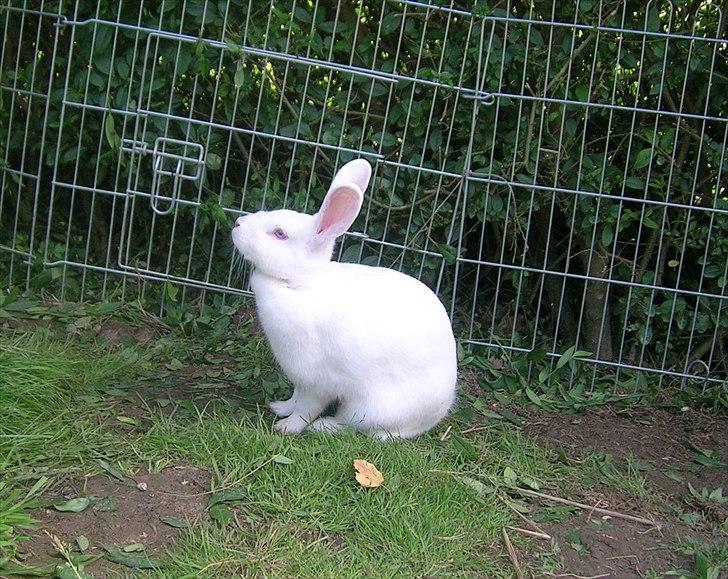 Kanin Prinsessen billede 6