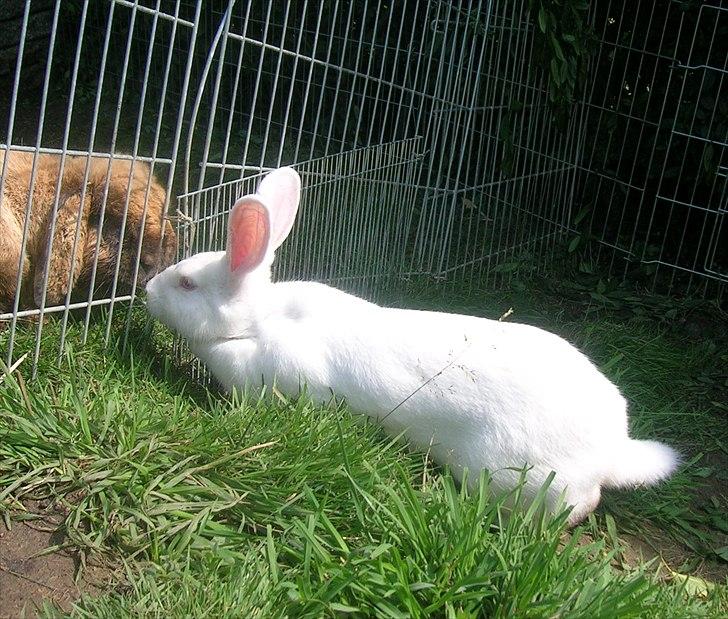 Kanin Prinsessen - Hilser på Nemo billede 7
