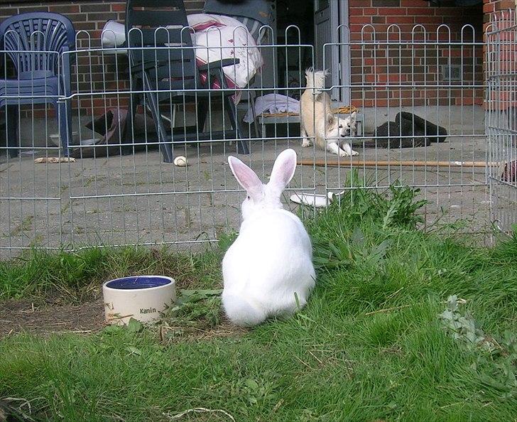 Kanin Prinsessen - Skuer ud over terassen billede 8