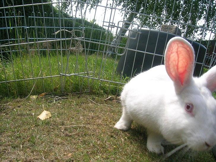 Kanin Prinsessen - tjah ;) billede 9