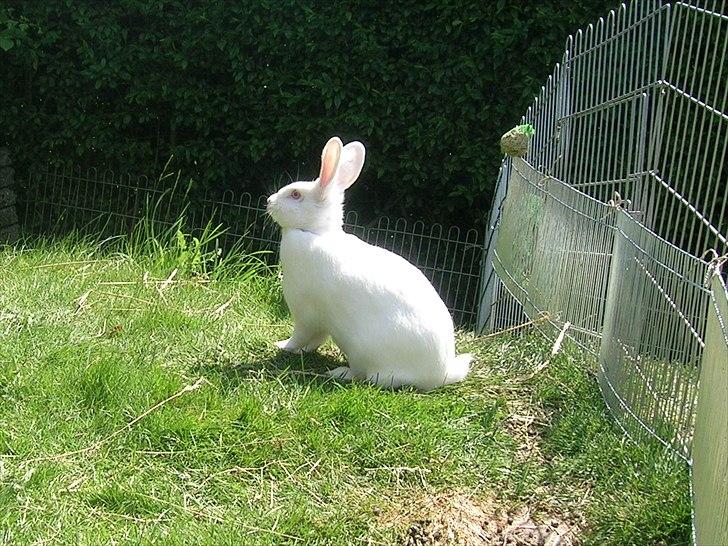 Kanin Prinsessen billede 10