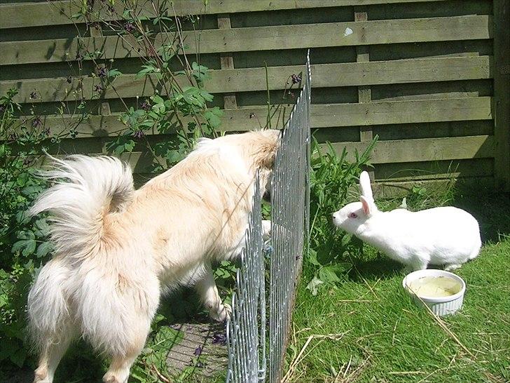 Kanin Prinsessen - Snuser forsigtigt til Viska billede 12