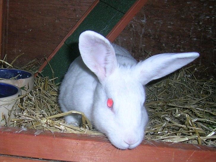 Kanin Prinsessen - 1. dag billede 13