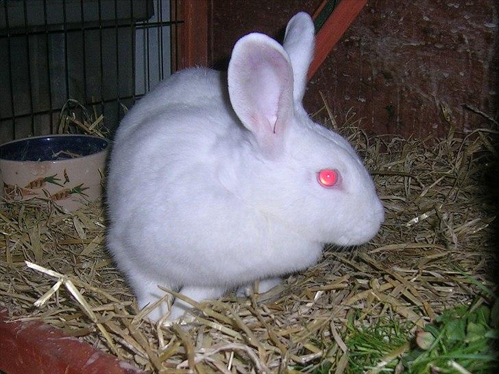 Kanin Prinsessen billede 14