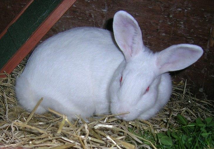 Kanin Prinsessen billede 15