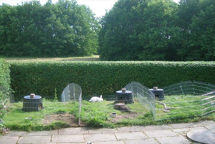 Kanin Prinsessen - Deres indhegninger. Prinsessen i midten. billede 16