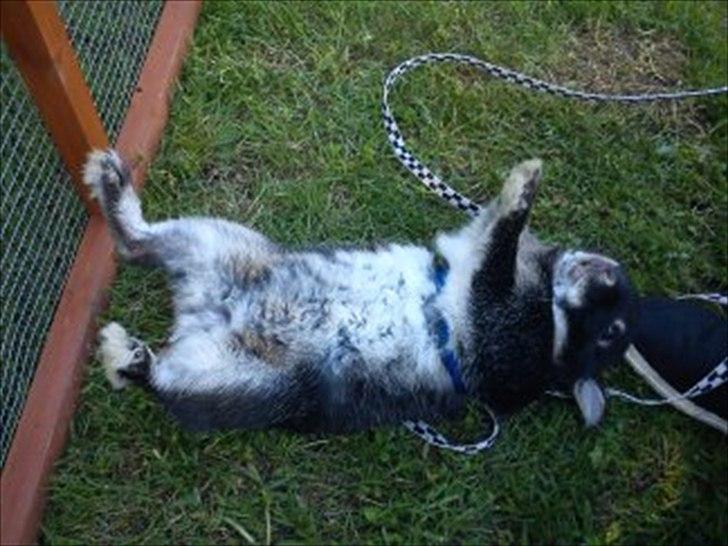 Kanin Louis Van De Misipeare - Slapper helt af...:D
 billede 8