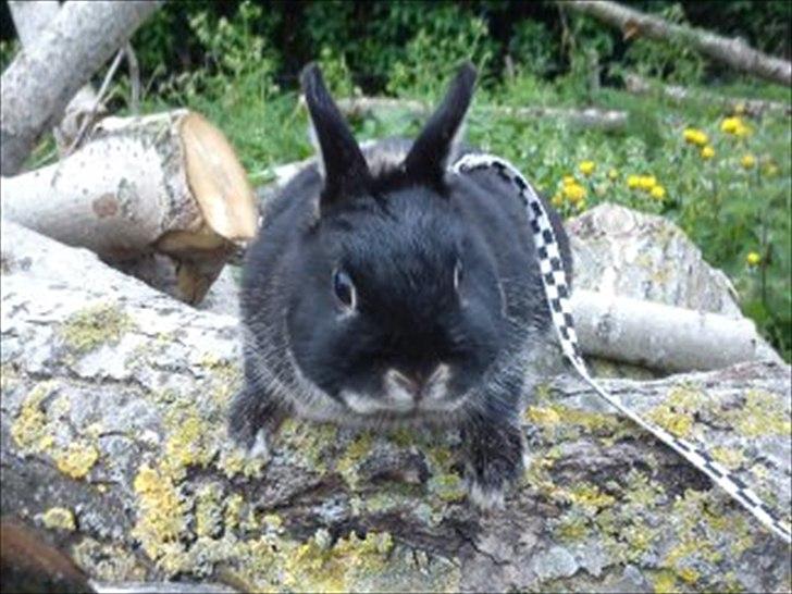 Kanin Louis Van De Misipeare - Lou billede 6