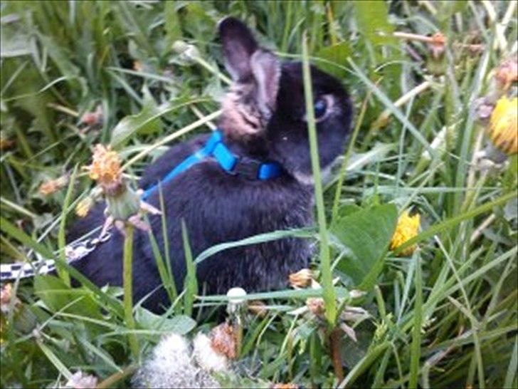 Kanin Louis Van De Misipeare - Farvel. Lig gerne en kommentar og en bedømmelse :) billede 16