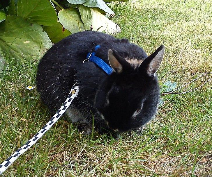 Kanin Louis Van De Misipeare - Det klør ;) billede 11