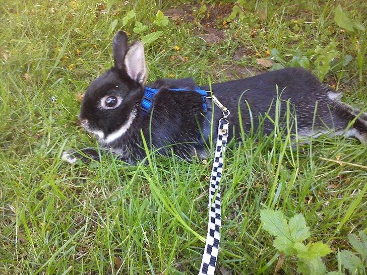 Kanin Louis Van De Misipeare - Skygge mmmmhhh.. billede 3