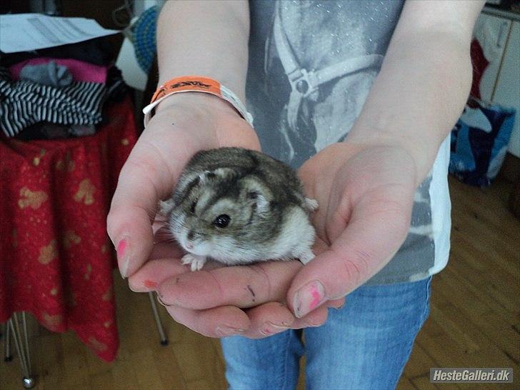 Dværghamster Viggo mit ALT R.I.P den 6/7 en ondsdag2011 savnet  billede 12