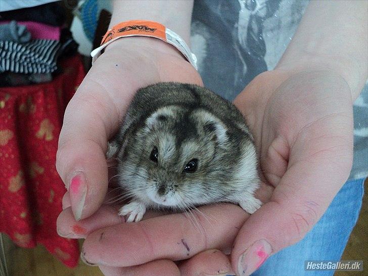 Dværghamster Viggo mit ALT R.I.P den 6/7 en ondsdag2011 savnet  billede 13