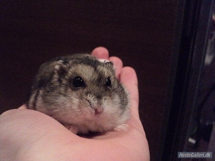 Dværghamster Viggo mit ALT R.I.P den 6/7 en ondsdag2011 savnet  billede 14