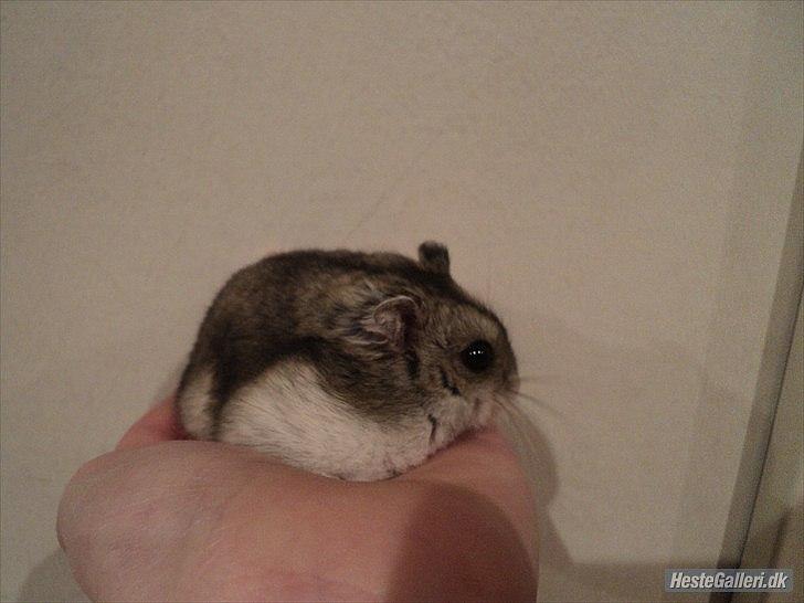 Dværghamster Viggo mit ALT R.I.P den 6/7 en ondsdag2011 savnet  billede 15