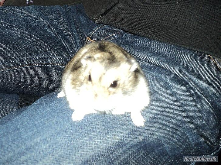 Dværghamster Viggo mit ALT R.I.P den 6/7 en ondsdag2011 savnet  - smukke:) billede 16