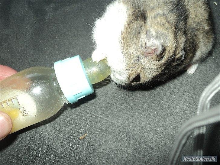 Dværghamster Viggo mit ALT R.I.P den 6/7 en ondsdag2011 savnet  - namenam billede 17