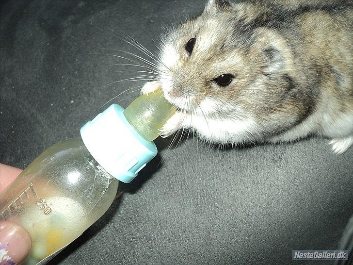 Dværghamster Viggo mit ALT R.I.P den 6/7 en ondsdag2011 savnet  billede 18