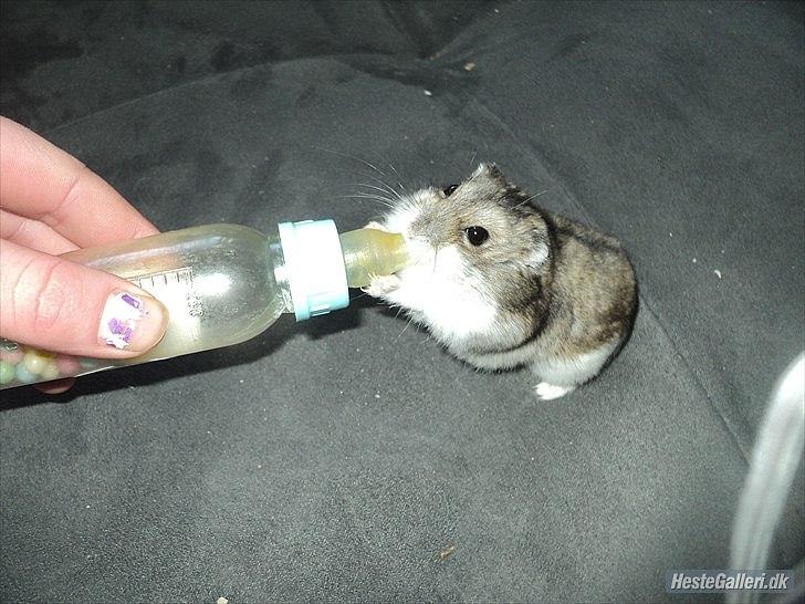 Dværghamster Viggo mit ALT R.I.P den 6/7 en ondsdag2011 savnet  billede 19