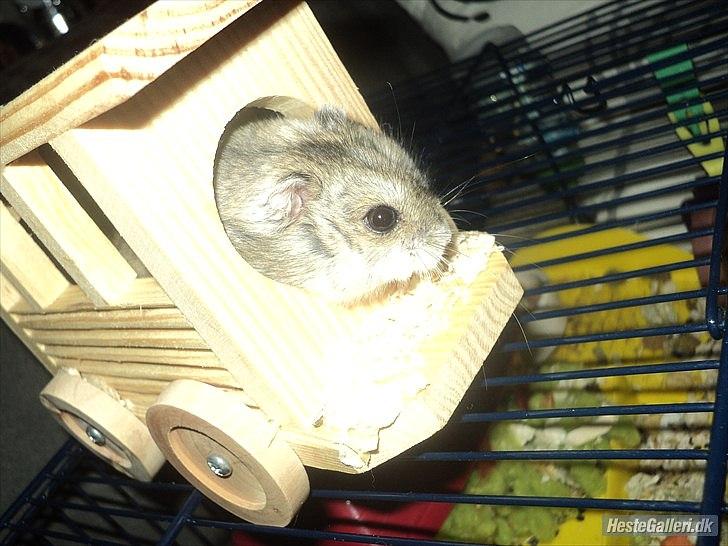 Dværghamster Viggo mit ALT R.I.P den 6/7 en ondsdag2011 savnet  - nyt billede 20