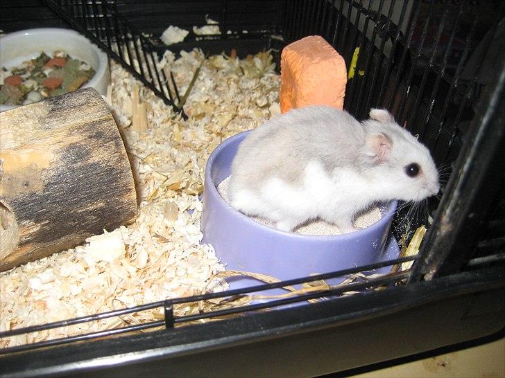 Hamster Hamsterwill billede 1