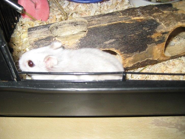 Hamster Hamsterwill billede 2