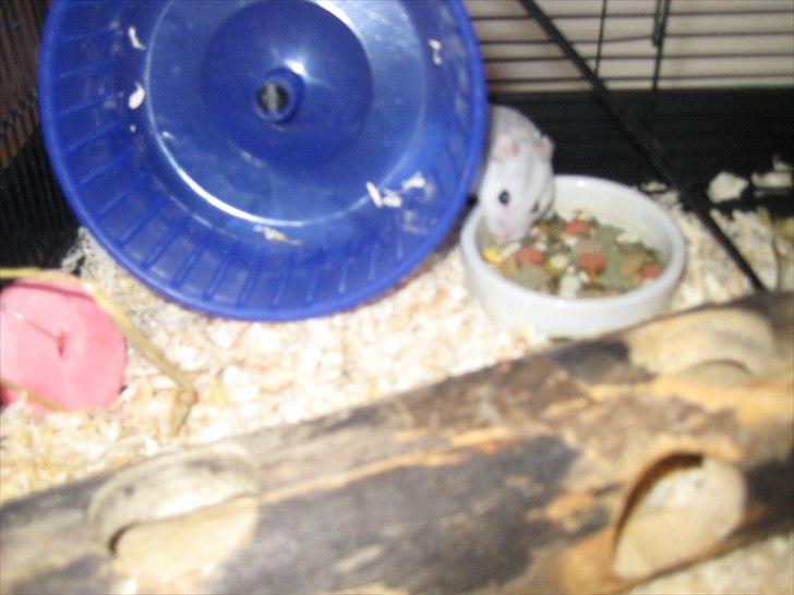 Hamster Hamsterwill billede 3