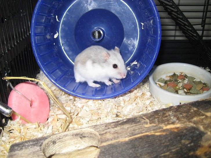 Hamster Hamsterwill billede 4