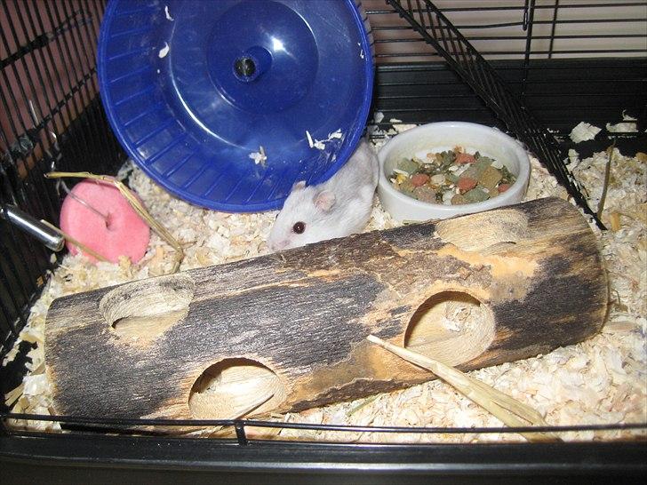 Hamster Hamsterwill billede 5