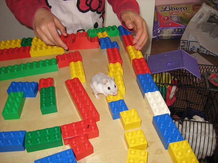 Hamster Hamsterwill billede 6