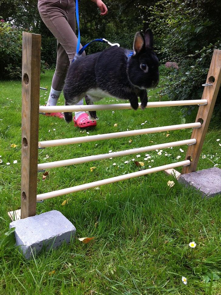 Kanin Louis Van De Misipeare - Hopkanin billede 7