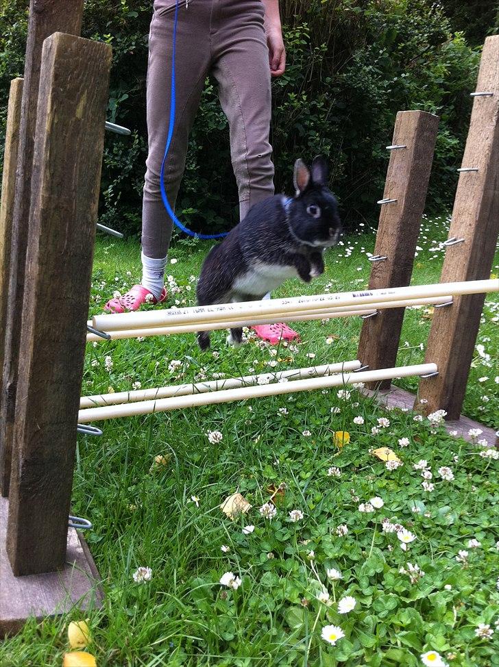 Kanin Louis Van De Misipeare - Spring Lou billede 12