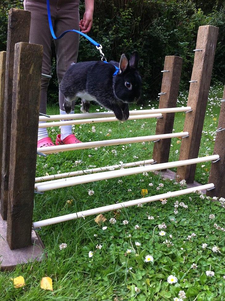 Kanin Louis Van De Misipeare billede 4