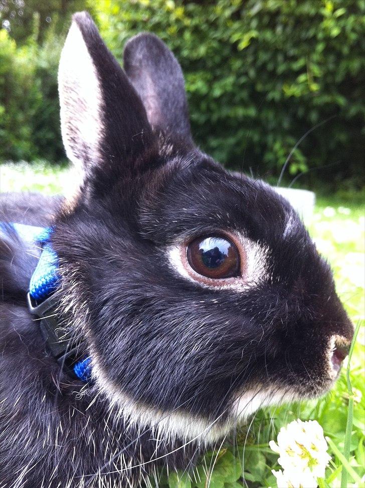 Kanin Louis Van De Misipeare - Smukke smukke Lou <3 billede 9