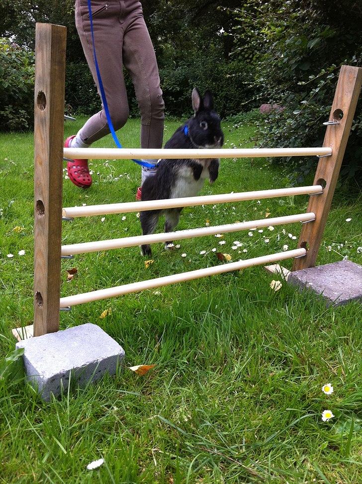 Kanin Louis Van De Misipeare - Højdespring billede 2