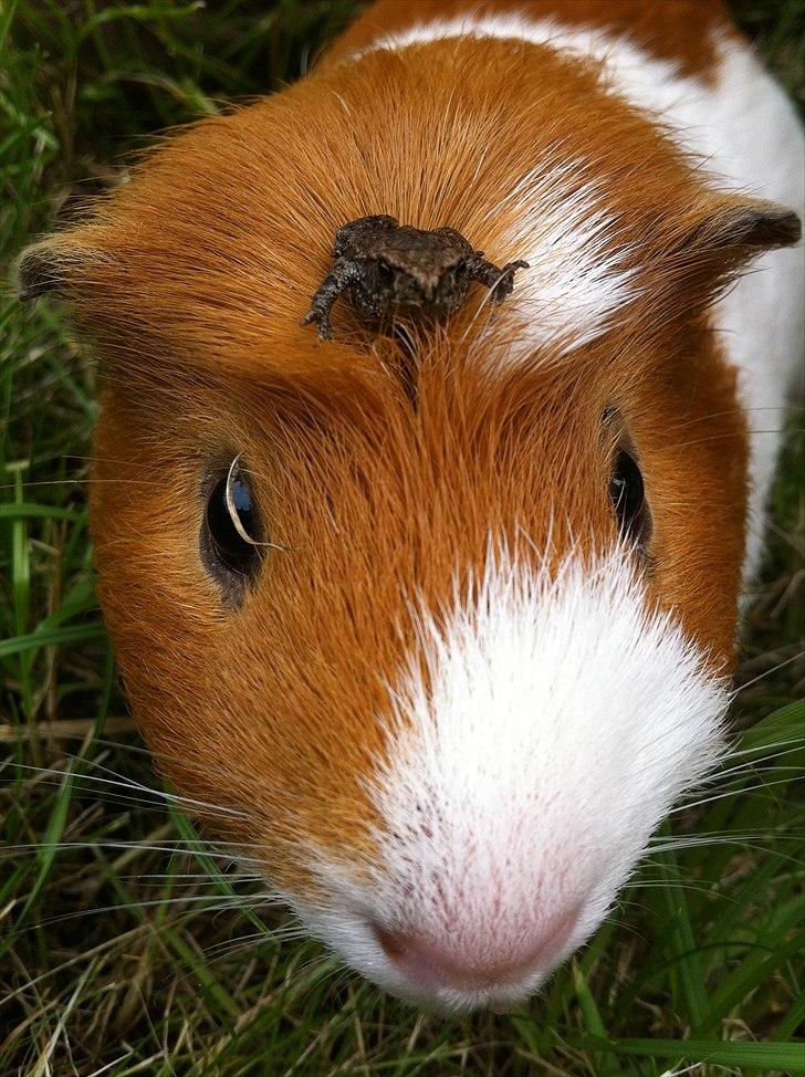 Marsvin Harry - Velkommen til Harrys profil :D billede 1