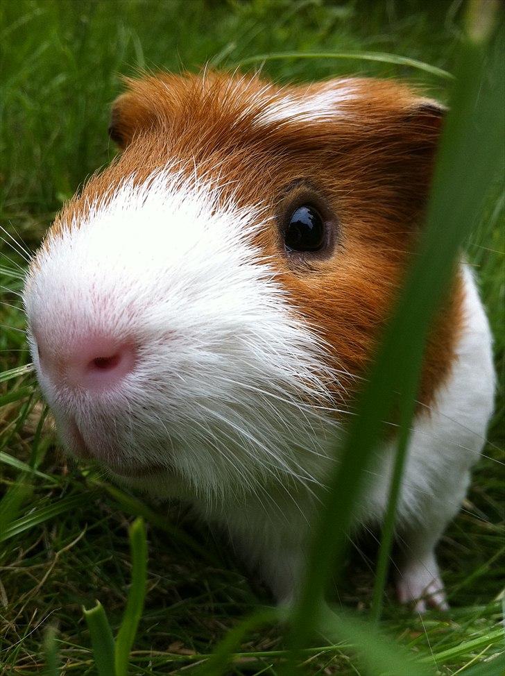 Marsvin Harry - Harry i græsset billede 2