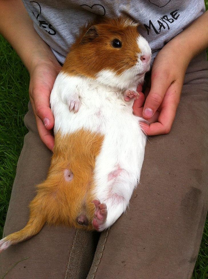 Marsvin Harry - Tykke Harry ;) billede 4