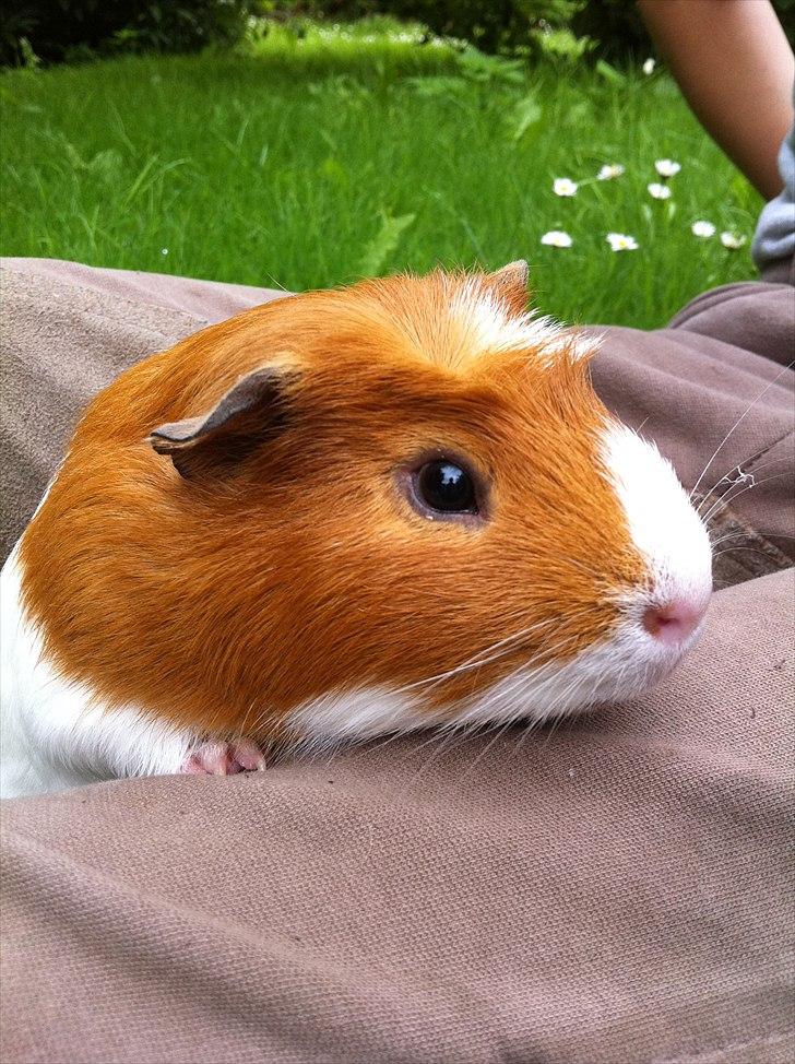 Marsvin Harry - Smukke Harry billede 5