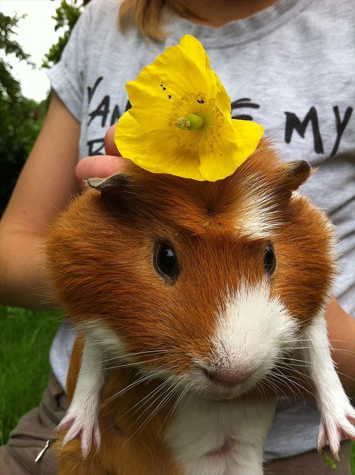 Marsvin Harry - Harry med en lille blomst billede 7