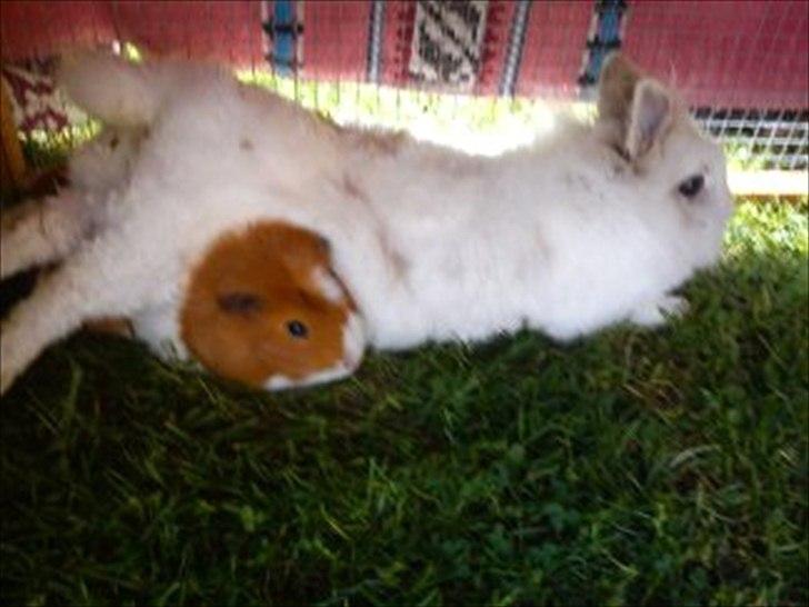 Marsvin Harry - Harry og Snupti. Snupti var vist lige blevet lidt træt billede 8