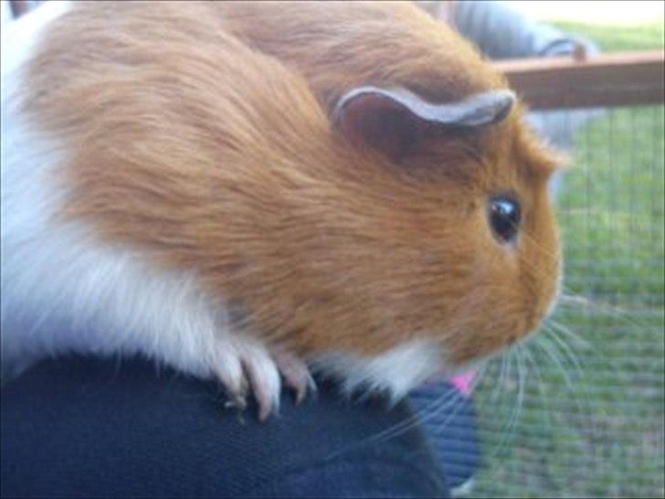 Marsvin Harry billede 9