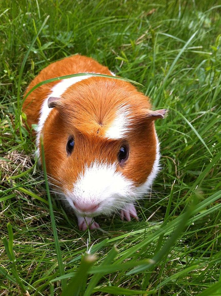 Marsvin Harry billede 10