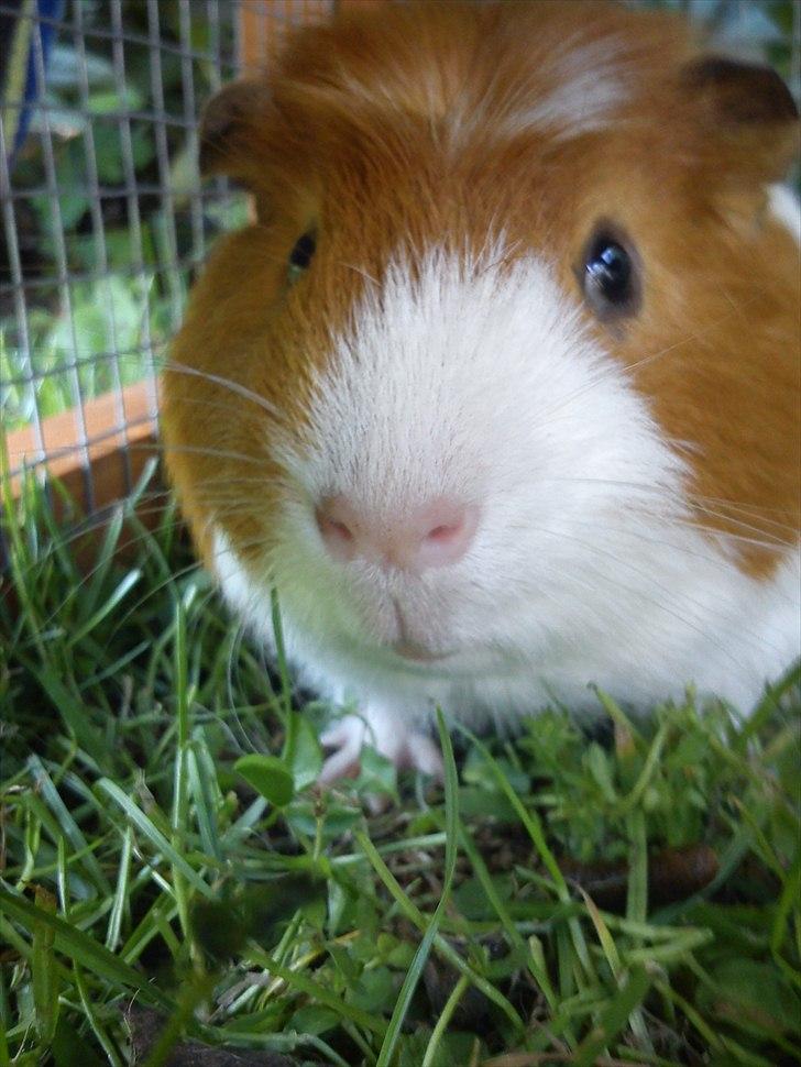 Marsvin Harry - Farvel. Lig gerne en kommentar og en bedømmelse :) billede 13