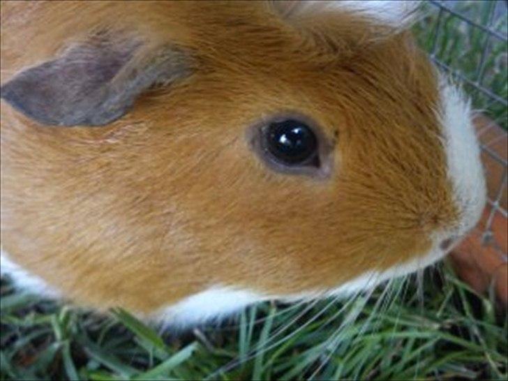 Marsvin Harry - Harry billede 11