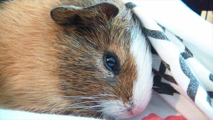 Marsvin | Molle | (Molly) billede 1