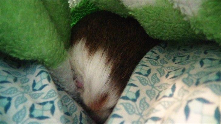 Marsvin | Molle | (Molly) billede 2