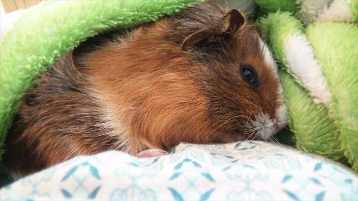 Marsvin | Molle | (Molly) billede 3