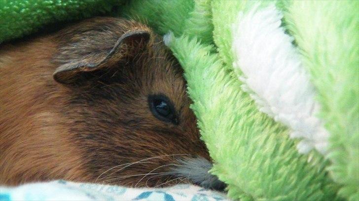 Marsvin | Molle | (Molly) billede 4